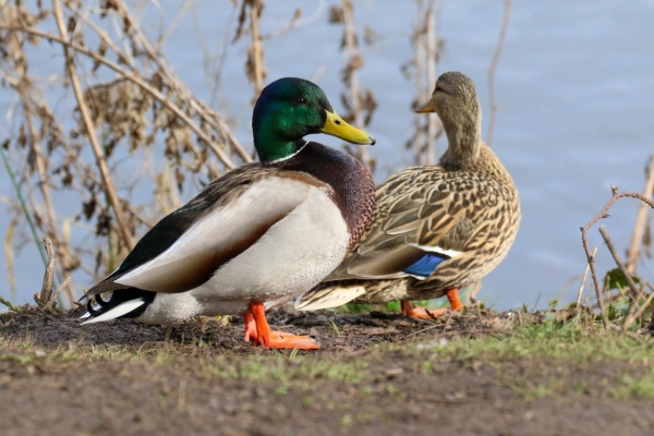 a Male and Female Mallard on the bank of a pond