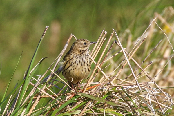 A Meadow Pipit in marshy grasslands near the river boyne, slane, county meath