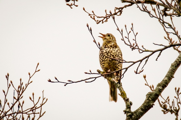 A Mistle Thrush sings from a tree branch
