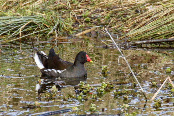 A Moorhen swims in a pond!