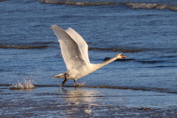 A Mute Swan takes off from the beach at Balbriggan, County Dubliun