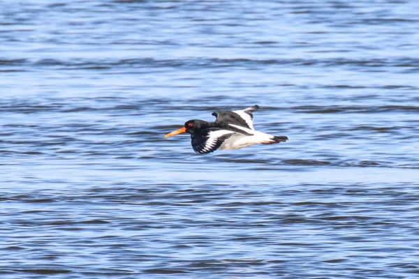 An Oystercatcher flies up the channel at Annagassan, County Louth