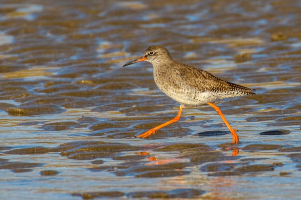A Redshank on the beach at Balbriggan, County Dublin, Ireland