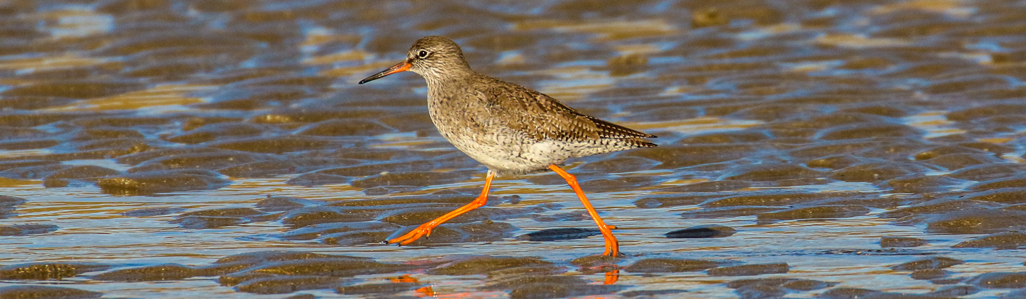 Redshank at Skerries Beach, Dublin, Ireland