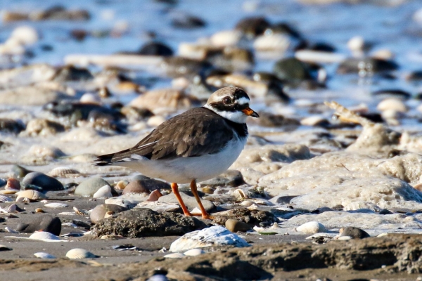 A Ringed Plover stands at the Tide's edge at Bull Island, Dublin, Ireland