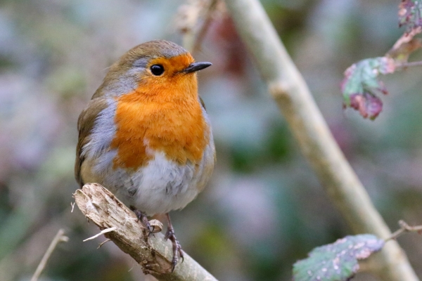 A Robin perched on a branch