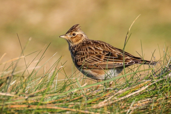 A Skylark stands in the grass at Cahore Marsh, Wexford