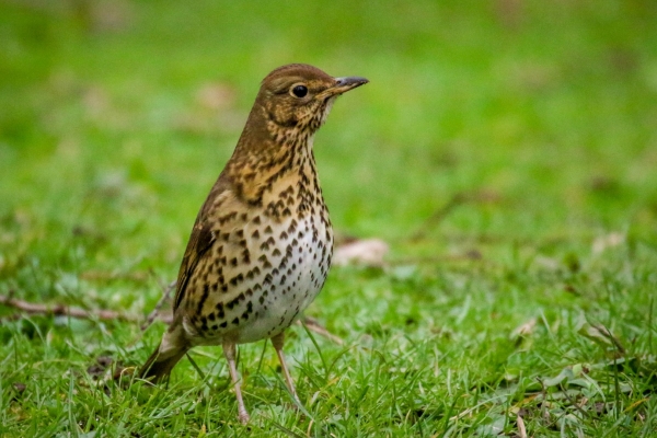 A Song thrush hunting for food in the grass