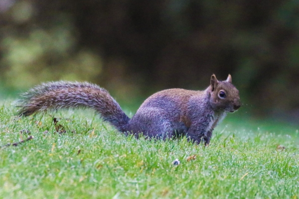A Grey Squirrel sits in the grass