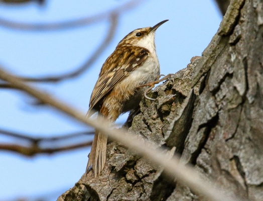 A Treecreeper clings to the bark of a tree in winter