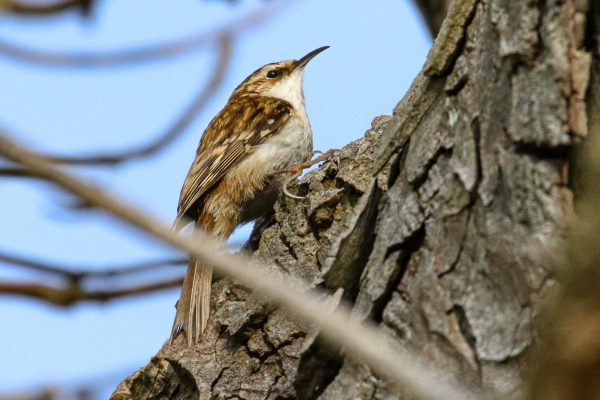 A Tree Creeper perched in a tree!