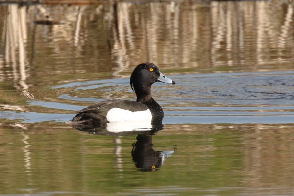 A Tufted Duck swims in the pond at Castletown House