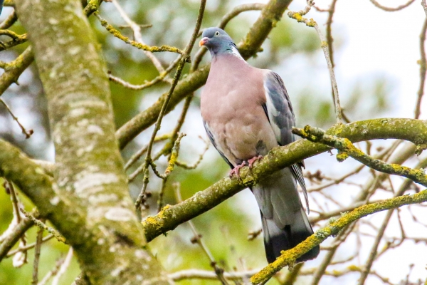 A Wood Pigeon perched on a tree branch