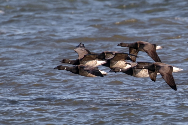 A group of 7 Brent Geese flying close together in Dungarvan, County Waterford, Ireland