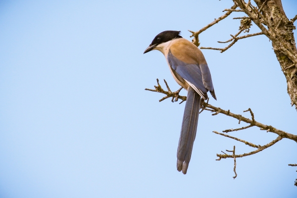 Azure Winged Magpie perched on a branch in El Rocio, Spain