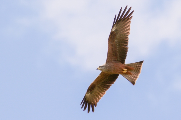 A Black Kite flies over the lagoon at El Rocio, Spain