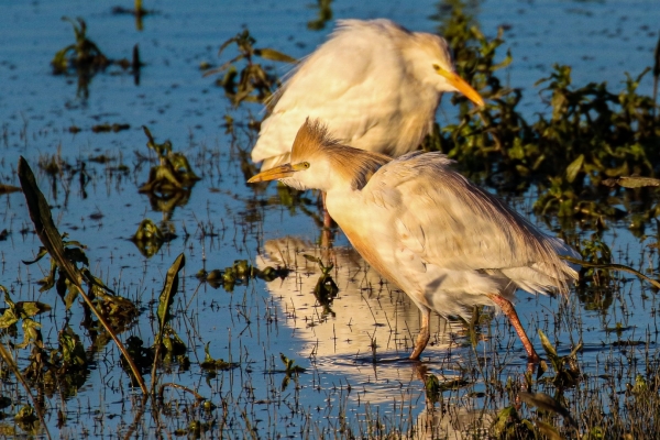 A Cattle Egret in early morning sunshine at El Rocio, Spain