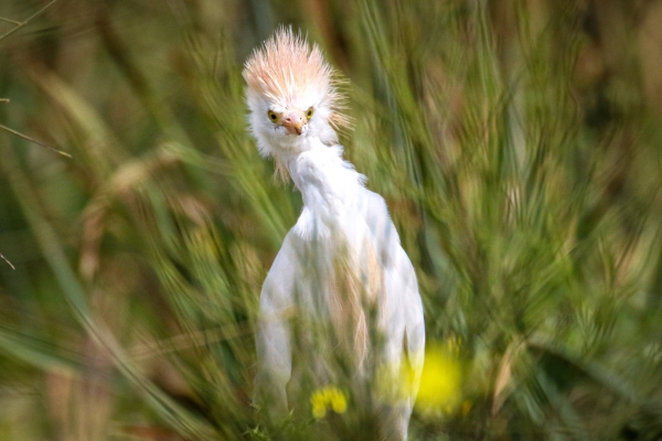 A Cattle Egret on a windy day in Donana Park, Spain