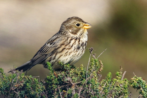 A Corn Bunting sits on a bush at the Guadalquivir River, near Trebeujena, Spain