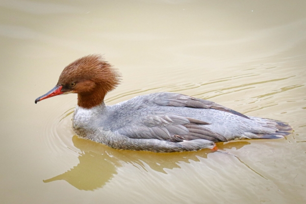 A Goosander swims in the Guadalquivir River in Spain