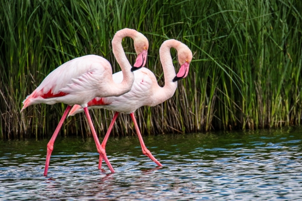 A Pair of Greater Flamingos in the shallow water at Fuente de Piedra Lagoon, Spain