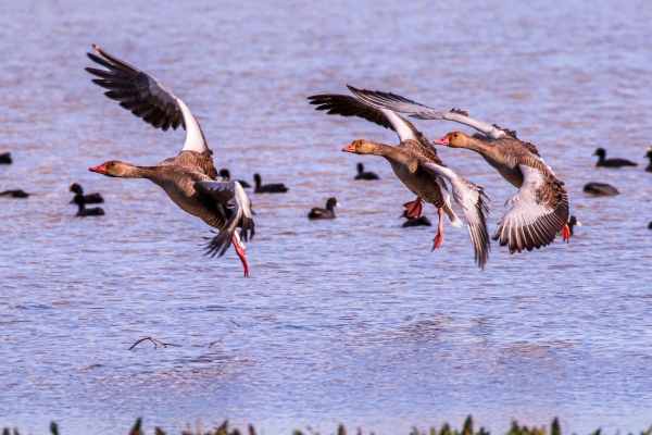 Three Greylag Geese coming in to land at the lagoon at El Rocio, Spain