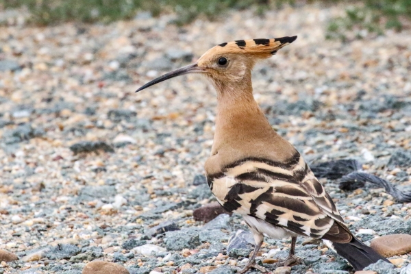 A Hoopoe on the gravel track in Donana Natural Reserve, Spain