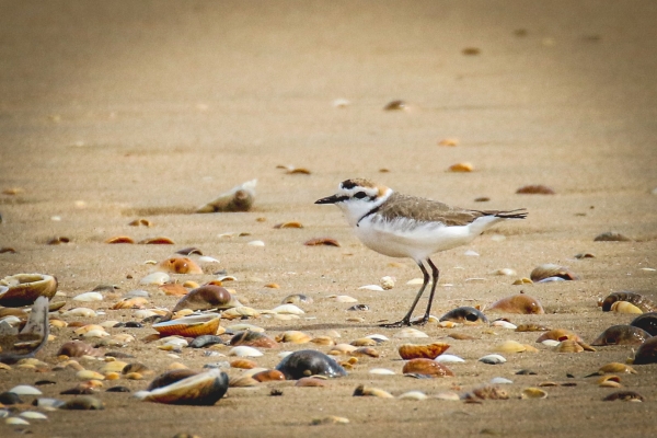 A Kentish Plover at Playa El Espigón, near Huelva, Spain
