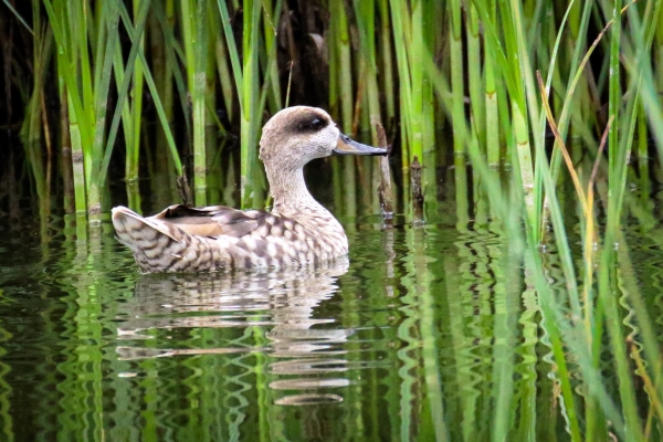 A Marbled Duck swims in the reed beds at Fuente de Piedra, Spain