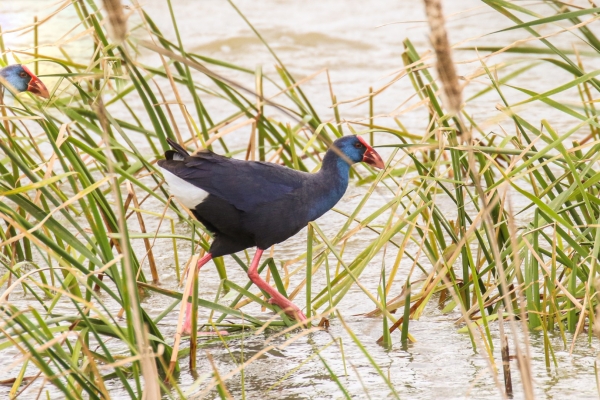 A Purple Swamphen near the Guadalquivir River, Spain