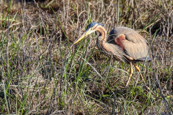 A Purple Heron looking for food at La Rocina Visitor Centre, El Rocio, Spain