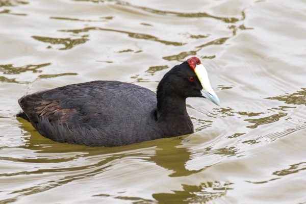 A Red-knobbed Coot in Donana National Park, Spain