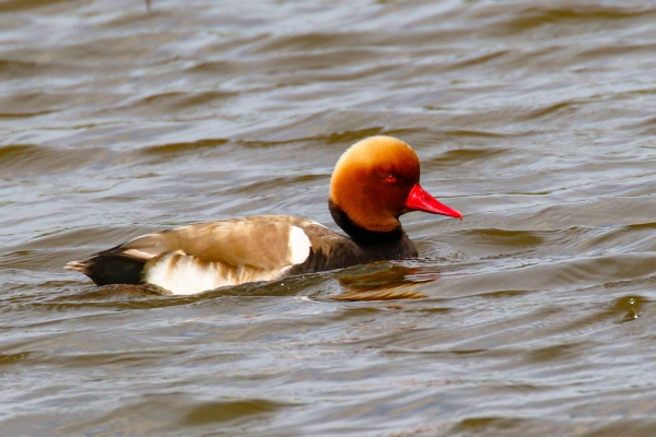 A Red-crested Pochard swimming in a pond in Spain