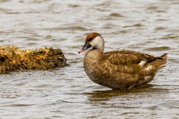 A Red-crested Pochard seen from the Observatorio de aves Laguna Grande, near Huelva, Spain