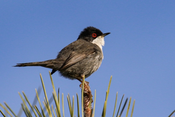 A Sardinian Warbler on the bank of the Piedras River, El Rompido, Spain