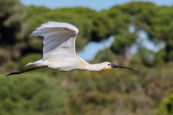 A Spoonbill in flight at El Rompido, Spain
