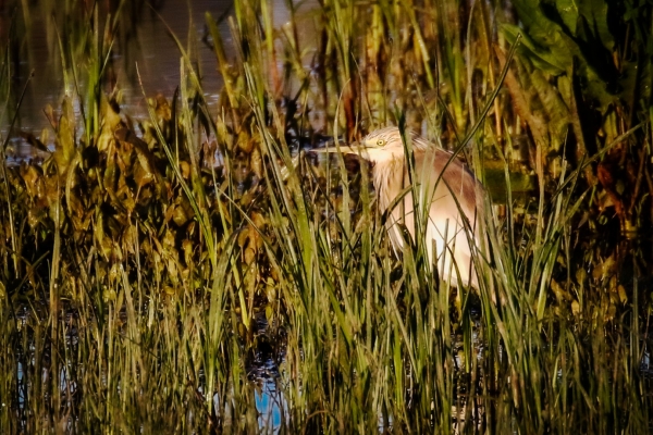 A Squacco Heron in the reed beds at El Rocio Laguna, Spain