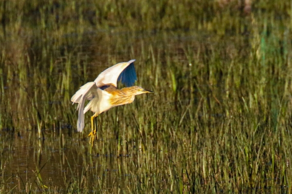 A Squacco Heron flies over the lagoon at El Rocio, Spain