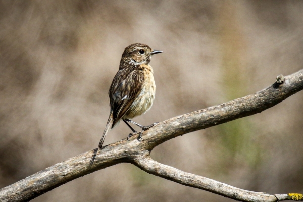 A Stonechat on a branch in Donana National Park, Spain