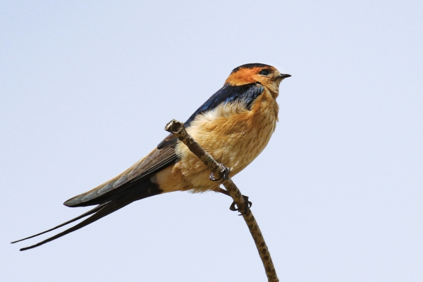 A Swallow perched in a tree at El Rocio, Spain