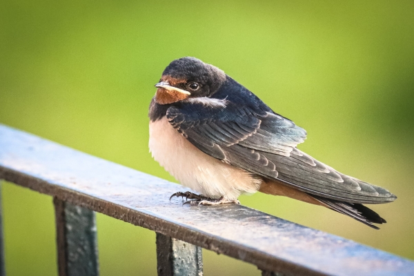 A Swallow takes a rest on a fence at El Rocio, Spain