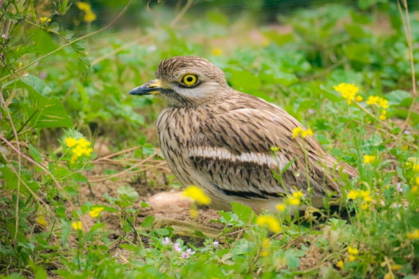 A Stone Curlew near El Rocio, Donana National Park, Spain