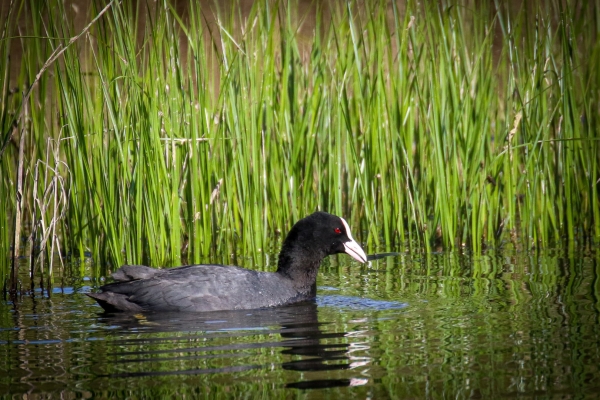 Coot swimming in the pond at Turvey Nature Reserve, Dublin
