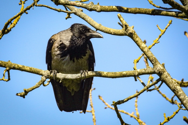 Hooded Crow perched in a tree