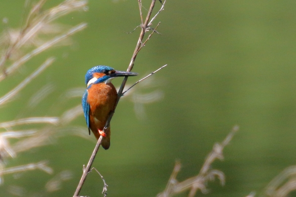 A Kingfisher on the Broadmeadows River, Balheary Park, Dublin