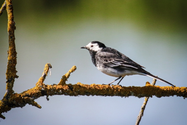 Pied Wagtail on a branch over the pond at Turvey Nature Reserve, Dublin