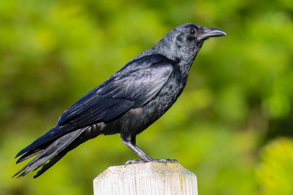 An American Crow perched on a post at Wilbur Park, South Yarmouth, Cape Cod, Massachusetts