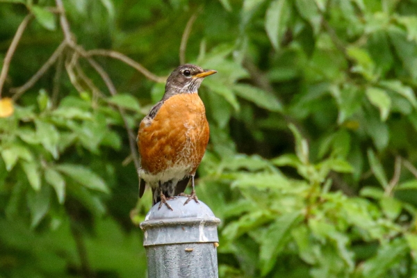 An American Robin perched on a post in Cape Cod, Massachusetts