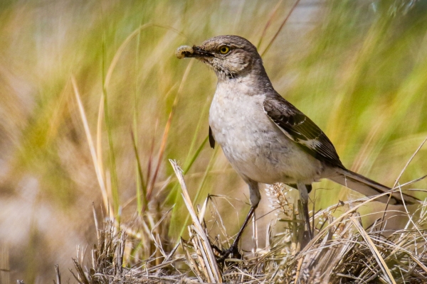 Birding in Cape Cod, Bird Watching Cape Cod