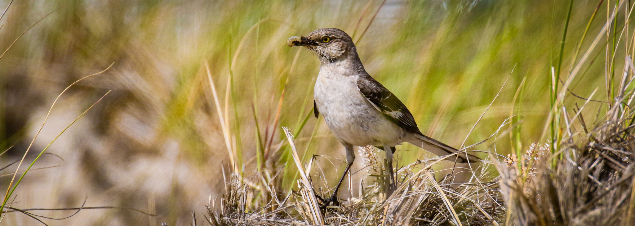 Birdwatching Cape Cod, Birding Cape Cod, Birds Cape Cod